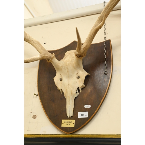 465 - An Edwardian cranium-mounted deer's antler trophy dated 1901, to/w another set dated 1978 (2)