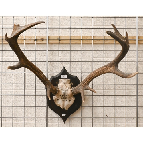 69 - An antique pair of skull mounted red deer antlers on stained oak shield, inscribed 'Haddon Weir Octr... 