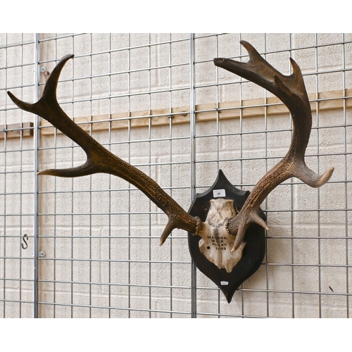 69 - An antique pair of skull mounted red deer antlers on stained oak shield, inscribed 'Haddon Weir Octr... 