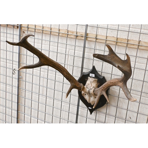 69 - An antique pair of skull mounted red deer antlers on stained oak shield, inscribed 'Haddon Weir Octr... 