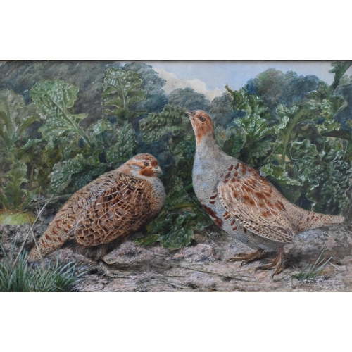 552 - John Sherrin (1819-96) - A brace of pheasants in undergrowth, watercolour, signed, 33 x 50 cm