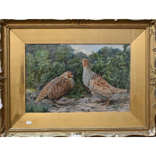 552 - John Sherrin (1819-96) - A brace of pheasants in undergrowth, watercolour, signed, 33 x 50 cm