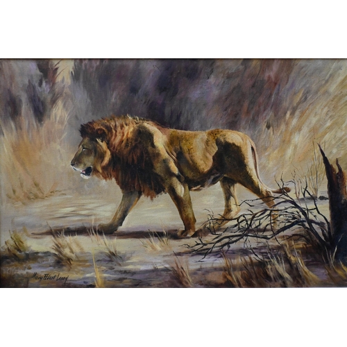 569 - Mary Elliott Lacey (1923-2004) - Walking lion, oil on canvas, signed, 49 x 75 cm 