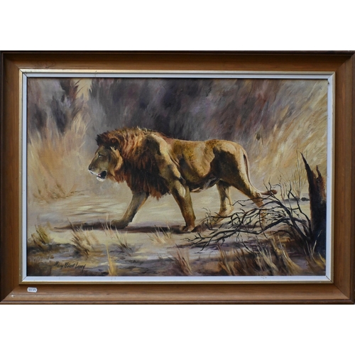 569 - Mary Elliott Lacey (1923-2004) - Walking lion, oil on canvas, signed, 49 x 75 cm 