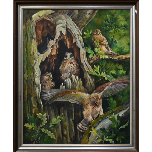 572 - Mary Elliott Lacey (1923-2004) - Kestrels in a tree, oil on canvas, 74 x 59 cm 