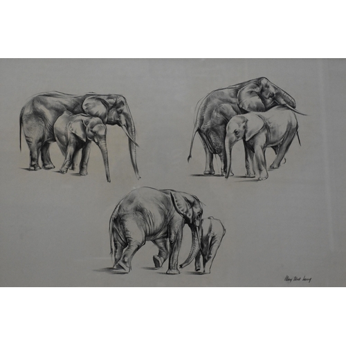 576 - Mary Elliott Lacey (1923-2004) - Three black and white pencil and wash animal studies of a roaring t... 