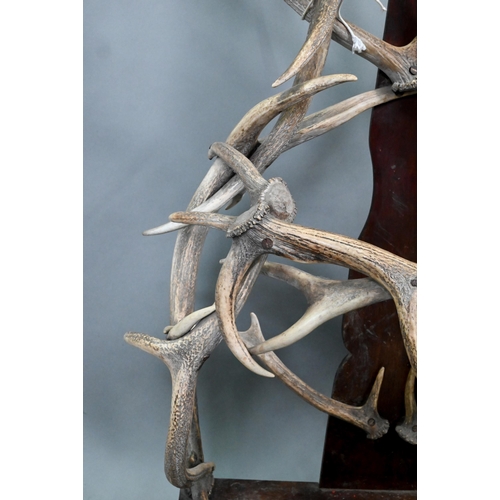 698 - Roland Ward & Co. 106 Piccadilly, London, a rare Victorian full height antler mounted hall stand... 