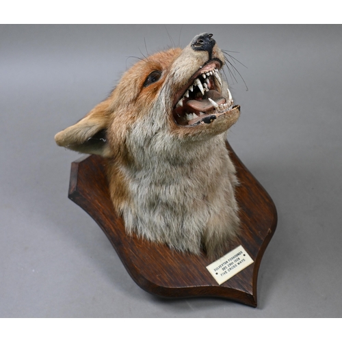 954 - Taxidermy - A snarling fox's head on shield, labelled 'Dulverton Fox hounds Dec 29th 1928 Five Cross... 