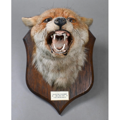 954 - Taxidermy - A snarling fox's head on shield, labelled 'Dulverton Fox hounds Dec 29th 1928 Five Cross... 