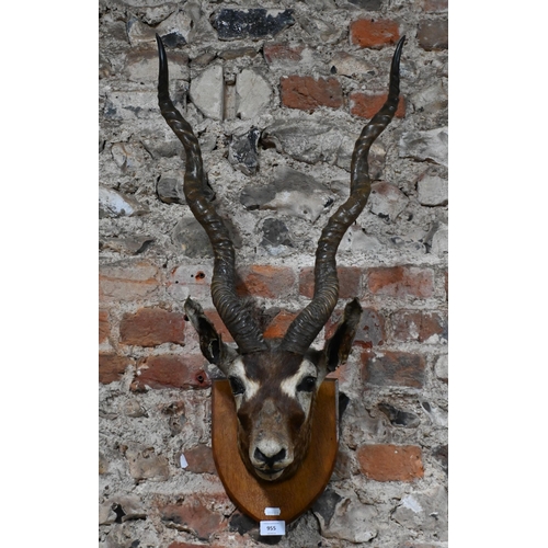 955 - Taxidermy - an Indian blackbuck's head on shield, 85 cm high