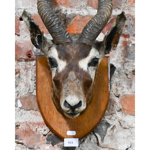 955 - Taxidermy - an Indian blackbuck's head on shield, 85 cm high