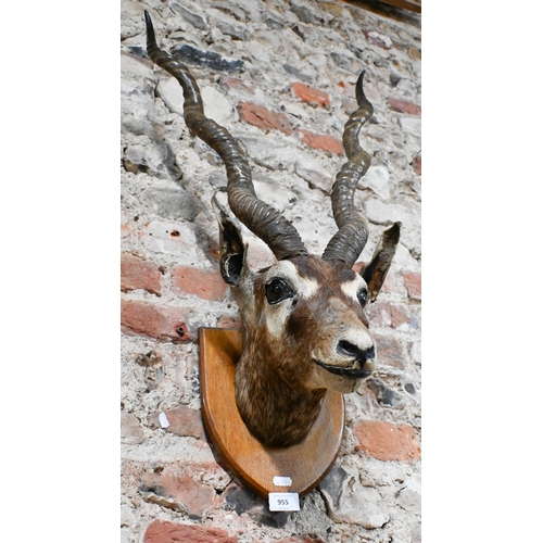 955 - Taxidermy - an Indian blackbuck's head on shield, 85 cm high