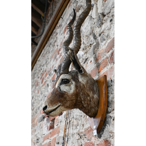 955 - Taxidermy - an Indian blackbuck's head on shield, 85 cm high