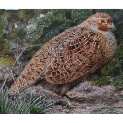 552 - John Sherrin (1819-96) - A brace of pheasants in undergrowth, watercolour, signed, 33 x 50 cm