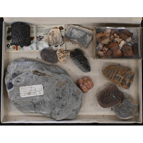 542 - A collection of fossil ferns and other botanical subjects, to/w polished stone and other specimens