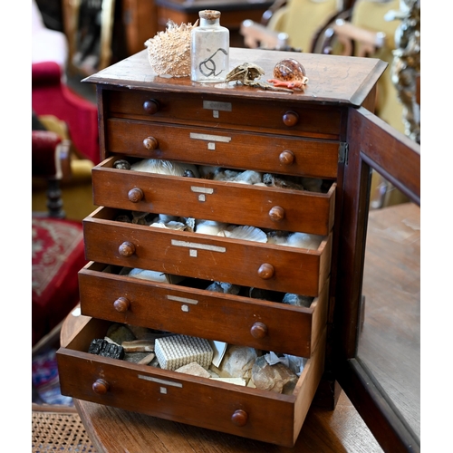 543 - A Victorian stained wood collector's chest of six shallow drawers enclosed by a glazed door, 45 x 38... 