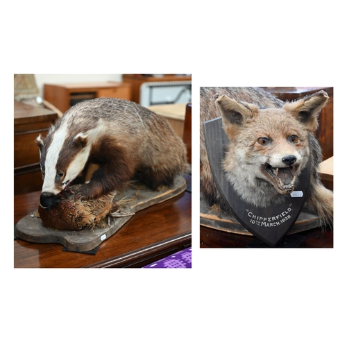 458 - Taxidermy: a fox's head on oak shield inscribed 'Chipperfield 10th March 1938' to/w a full-body badg... 