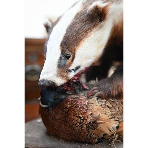 458 - Taxidermy: a fox's head on oak shield inscribed 'Chipperfield 10th March 1938' to/w a full-body badg... 