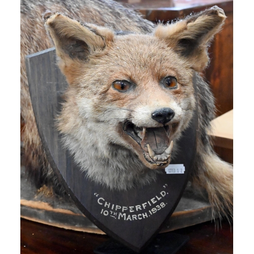 458 - Taxidermy: a fox's head on oak shield inscribed 'Chipperfield 10th March 1938' to/w a full-body badg... 