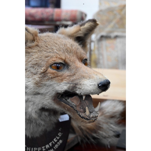 458 - Taxidermy: a fox's head on oak shield inscribed 'Chipperfield 10th March 1938' to/w a full-body badg... 