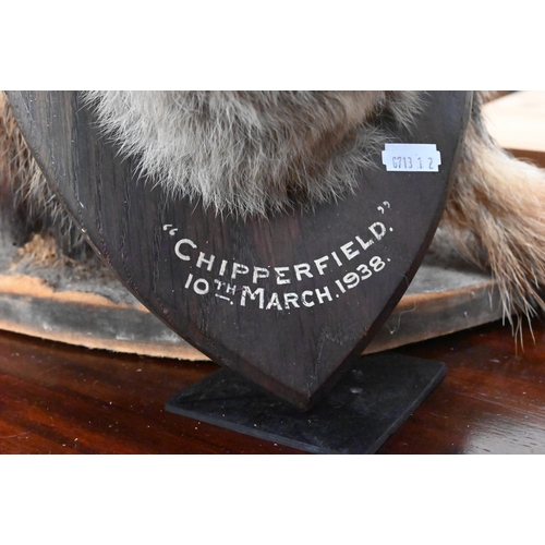 458 - Taxidermy: a fox's head on oak shield inscribed 'Chipperfield 10th March 1938' to/w a full-body badg... 