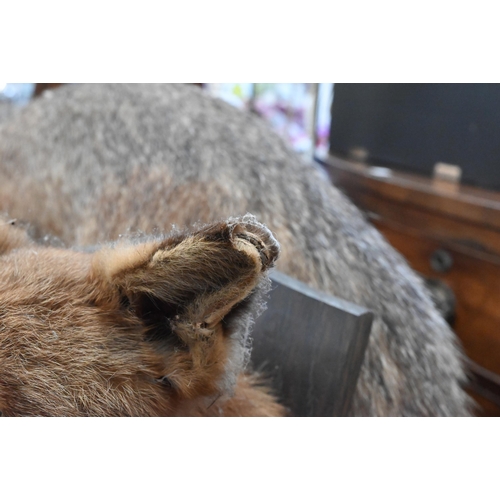 458 - Taxidermy: a fox's head on oak shield inscribed 'Chipperfield 10th March 1938' to/w a full-body badg... 