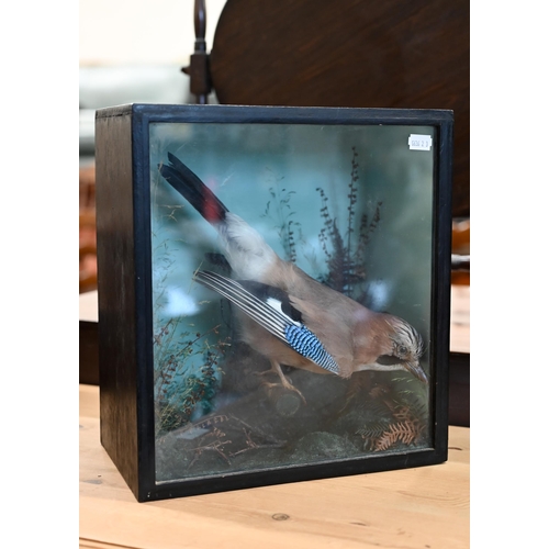 466 - Taxidermy - a Jay, in naturalistic setting and glazed case, 34 cm high