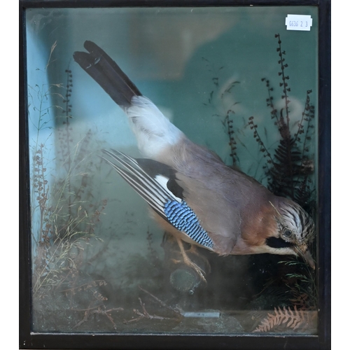 466 - Taxidermy - a Jay, in naturalistic setting and glazed case, 34 cm high