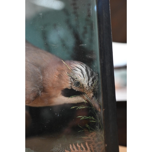 466 - Taxidermy - a Jay, in naturalistic setting and glazed case, 34 cm high