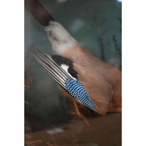 466 - Taxidermy - a Jay, in naturalistic setting and glazed case, 34 cm high