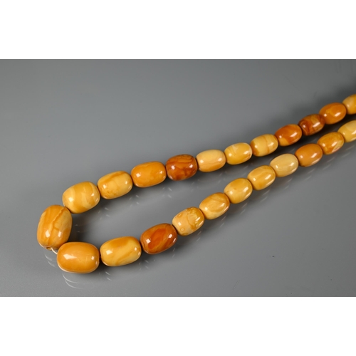 245 - A row of butterscotch amber beads on screw clasp, a/f, approx 30g