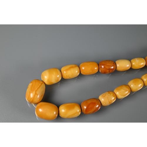 245 - A row of butterscotch amber beads on screw clasp, a/f, approx 30g