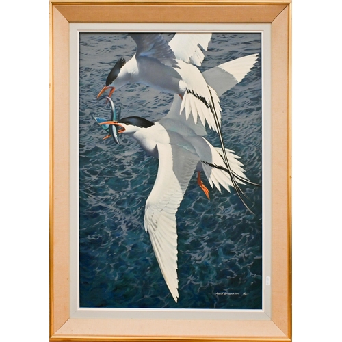 607 - Keith Shackleton (1923-2015) - Sea birds (Arctic Terns/Long Tailed Tropic Birds?) in flight, oil on ... 