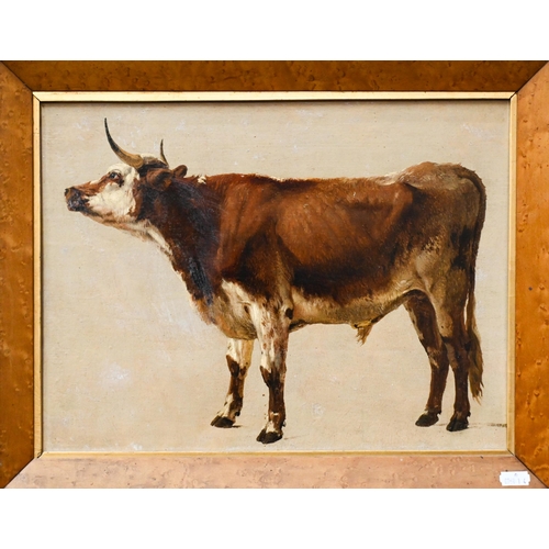 645 - Eugene Verboekhoven (1798/99-1881) - 'Red Friesian bull', oil on paper laid on panel, 28 x 37.5 cmPr... 