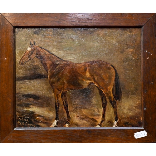 647 - W W Tricker - 'American Speed', study of a brown horse, oil on canvas, signed lower left, 19 x 24 cm