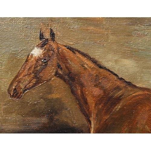 647 - W W Tricker - 'American Speed', study of a brown horse, oil on canvas, signed lower left, 19 x 24 cm