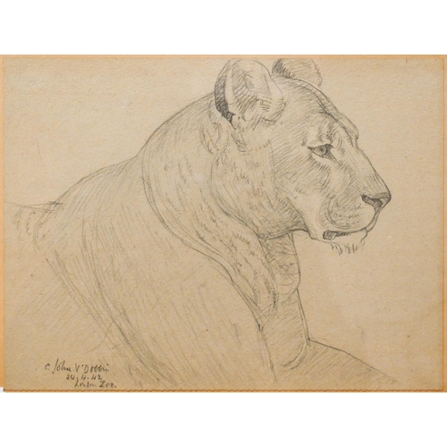 654 - C John V Dobbin - 'London Zoo', three pencil sketches of big cats, signed and initialled, dated 24.4... 