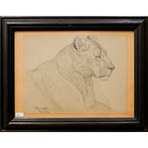 654 - C John V Dobbin - 'London Zoo', three pencil sketches of big cats, signed and initialled, dated 24.4... 