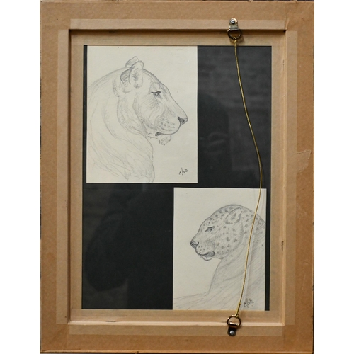 654 - C John V Dobbin - 'London Zoo', three pencil sketches of big cats, signed and initialled, dated 24.4... 