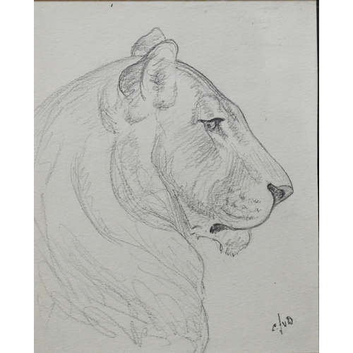 654 - C John V Dobbin - 'London Zoo', three pencil sketches of big cats, signed and initialled, dated 24.4... 