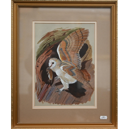 330A - John Wallace - 'Tawny owl', watercolour, signed, 34 x 24 cm to/w 'Barn owl', acrylic, signed, 28 x 2... 