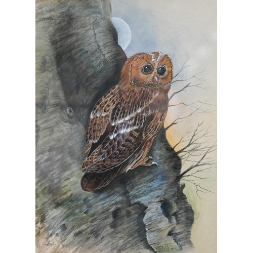 330A - John Wallace - 'Tawny owl', watercolour, signed, 34 x 24 cm to/w 'Barn owl', acrylic, signed, 28 x 2... 