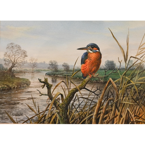 307 - Carl Donner (b 1957) - Teal drakes, watercolour, signed, 25 x 19 cm; Kingfisher, watercolour, signed... 