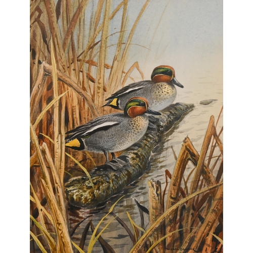 307 - Carl Donner (b 1957) - Teal drakes, watercolour, signed, 25 x 19 cm; Kingfisher, watercolour, signed... 