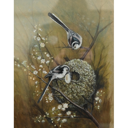 354 - Marjorie Blamey - birds on a blossom branch building a nest, oil on canvas, signed, 37 x 29 cm; Chur... 