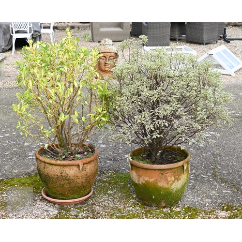 8 - Two weathered terracotta tub planters, with trees (2)