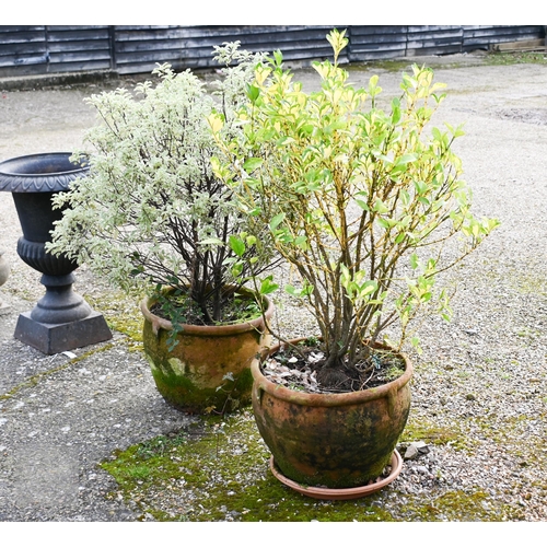 8 - Two weathered terracotta tub planters, with trees (2)