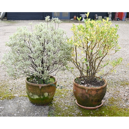 8 - Two weathered terracotta tub planters, with trees (2)