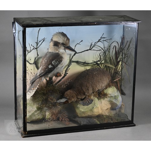 897 - Taxidermy: a scarce late Victorian Australian group - duck-billed platypus (Ornithorhynchus anatinus... 