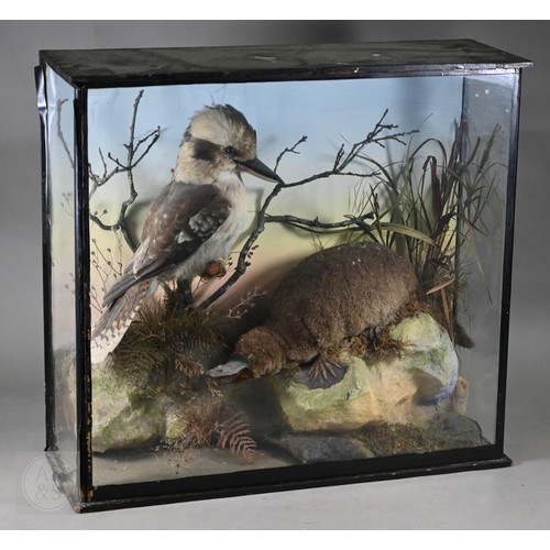 897 - Taxidermy: a scarce late Victorian Australian group - duck-billed platypus (Ornithorhynchus anatinus... 
